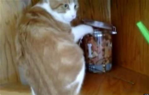 Cats love milk and are drawn to the smell of a baby's milky breath, and cats supposedly get. Cat Steals Cookie From Jar, Dog Steals Cookie From Cat ...