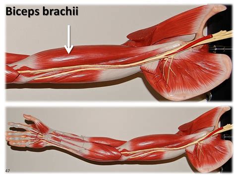 Biceps Brachii Large Arm Model Muscles Of The Upper Extremity Visual