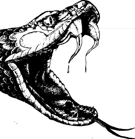 Cobra Snake Head Drawing At Getdrawings Free Download