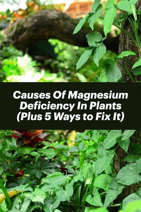 causes of magnesium deficiency in plants plus 5 ways to fix it plants plant care house