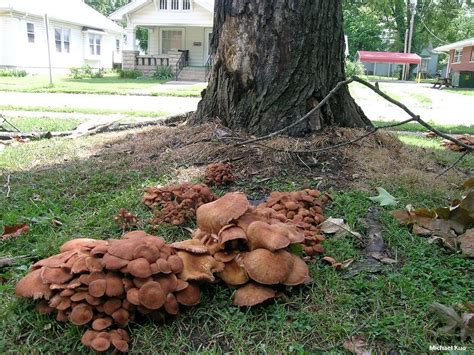Honey Mushrooms Armillaria Tabescens Grows In Clusters