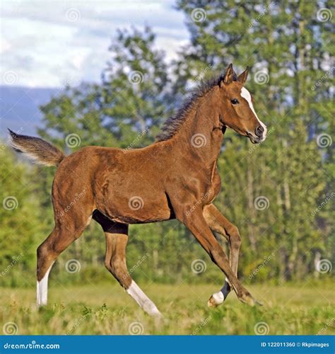 Arabian Foal Running Stock Photo Image Of Arabians 122011360