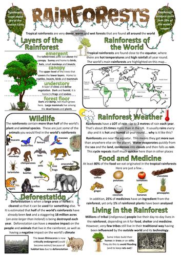 Rainforests Factsheetposter Teaching Resources