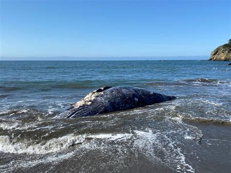 Four Dead Whales Wash Ashore On San Francisco Bay Area Beaches Reuters