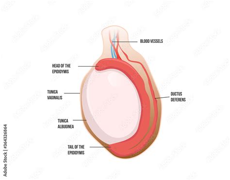 Vetor De Normal Testicular Anatomy Human Testis Vector Illustration Do Stock Adobe Stock