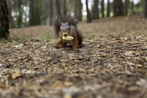 Squirrel Eating Nuts Stock Photo Image Of Environment 220416378