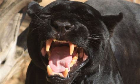 Black Panther In 2020 Black Cat Adoption Black Cat Comics Black Panther