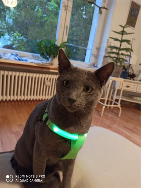Vor ihm querte ein rudel blauer hunde die straße. Pin von nadia fehr auf russisch blau katze