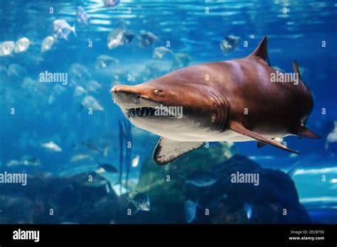 Giant Scary Shark Under Water In Aquarium Sea Ocean Marine Wildlife
