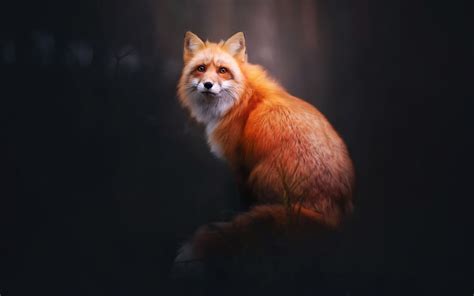 Silahkan kunjungi postingan fox wallpaper galaxy untuk membaca artikel selengkapnya dengan klik link di atas. Fox HD Wallpaper | Background Image | 1920x1200 | ID ...