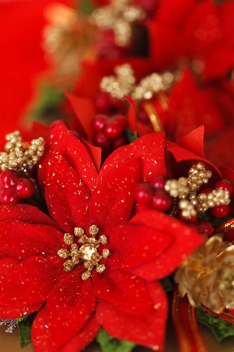 Red Christmas Flower Decoration Free Stock Photo Public Domain Pictures