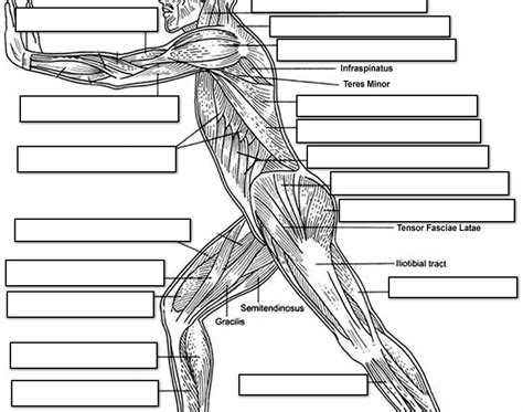 Unlabeled Diagram Of Muscles In Body Fill In The Blank Muscle Chart