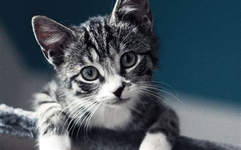 Discover photos, videos and articles from friends that share your passion for beauty, fashion, photography, travel, music, wallpapers and more. mi35-cute-cat-look-animal-love-nature - Papers.co