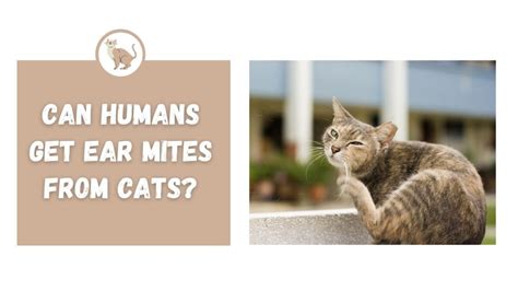 Can Humans Get Ear Mites From Cats The Kitty Expert