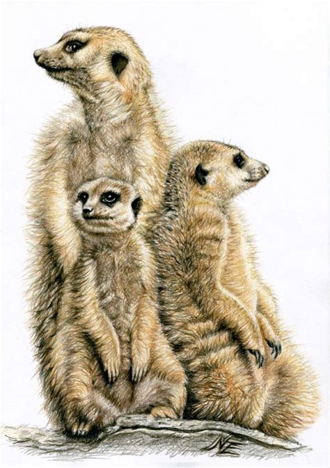 The Meerkats By Artsanddogs On Deviantart