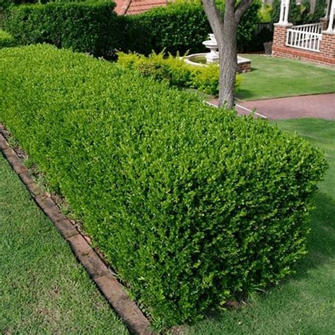 Buxus Sempervirens Common Box Bushy Evergreen Hedging Plants From