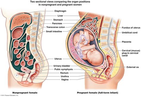 Diagram Showing How A Women S Body Changes When Pregnant Female