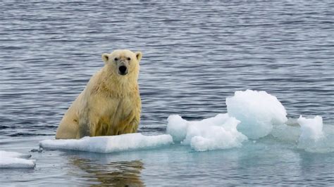 How Many Polar Bears Left In The World Polar Bear Population Sciquest