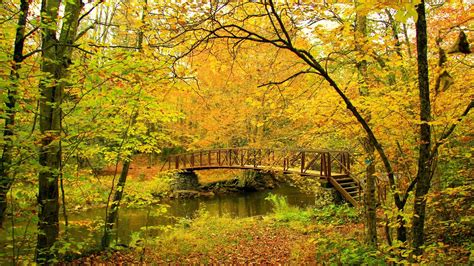 Autumn Park River Colors Bridge Season Fall Trees Forest Hd Picture