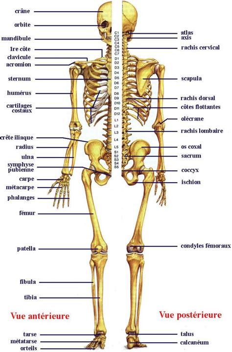 Skeleton Skeletal Front And Back Skeleton Diagram Anatomie Du