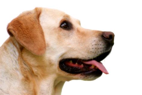 Labrador Retriever Head Stock Photo Image Of Canine Clever 136260