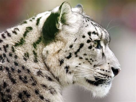 10 Of The Most Famous Endangered Species Britannica