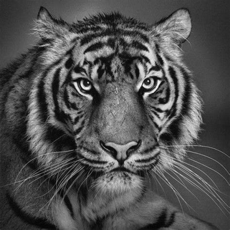 Free Download Tiger Face Photography Black And White