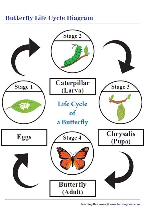 Life Cycle Of A Butterfly Chart Butterfly Chrysalis May Crafts
