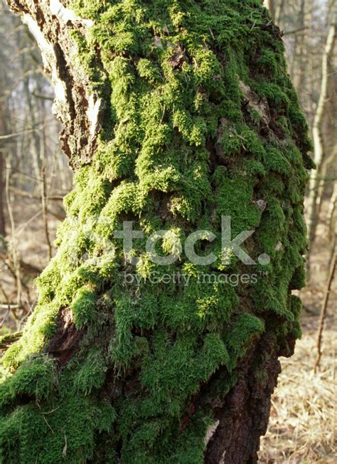 Mossy Birch Stock Photo Royalty Free Freeimages