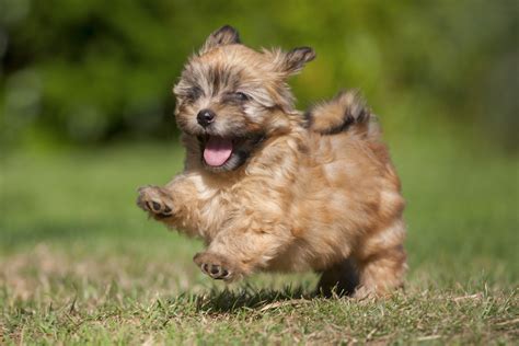 20 Popular And Cute Small Dog Breeds Page 3 Sheknows