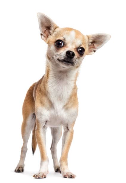 Droll Chihuahua Dog Chiwawa L2sanpiero