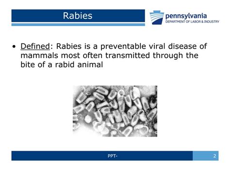 Ppt Rabies Powerpoint Presentation Free Download Id9303441