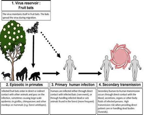 Transmission Cycle Of The Ebola Virus Rodriguez Et Al 1995