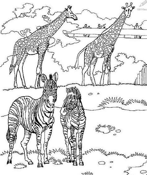 Pin By Russ Sharp On Animal Art 10b Giraffe Coloring