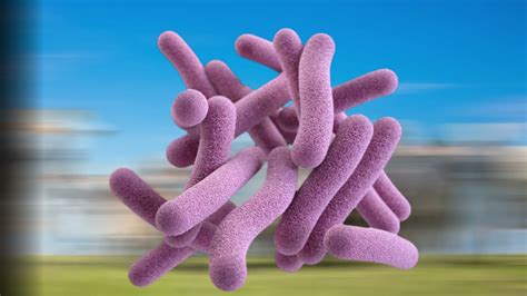 Tuberculosis Bovina Mycobacterium Bovis Youtube