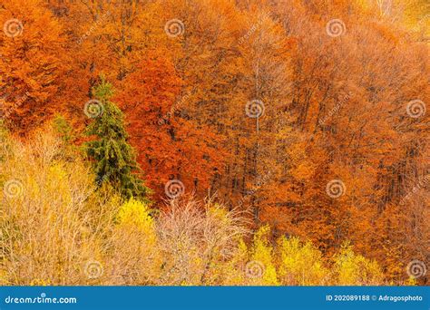 Autumn Forests Trees Textures With Amazing Shades And Fall Colors Great