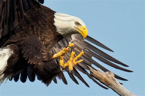Eagle Landing Todays Catch