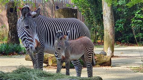 Singapore Zoo Welcomes Birth Of First Endangered Grevys Zebra Foal R