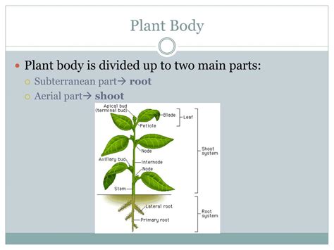 Ppt Plant Science Powerpoint Presentation Free Download Id