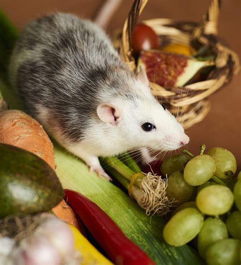 Your Rat Food Guide Best Rat Food Brands And How To Feed Them 2022