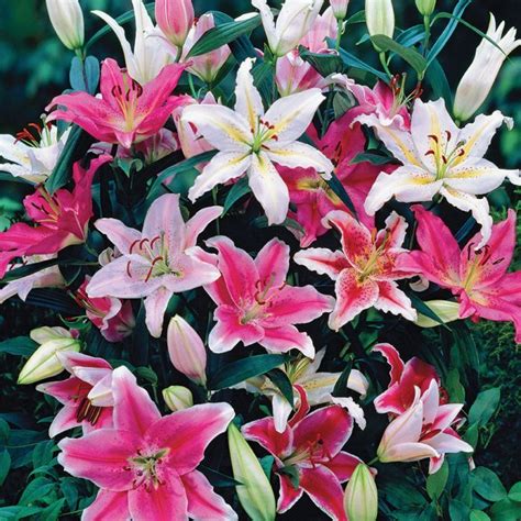Fragrant Oriental Lily Mix In 2020 Oriental Lily Lily Bulbs Bulb
