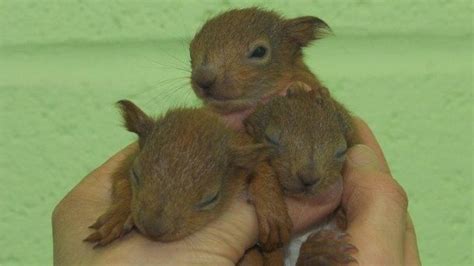 Baby Red Squirrels Rescued After Nest Blown Bbc News