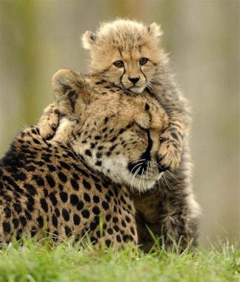 Cute Baby Animals With Their Mothers
