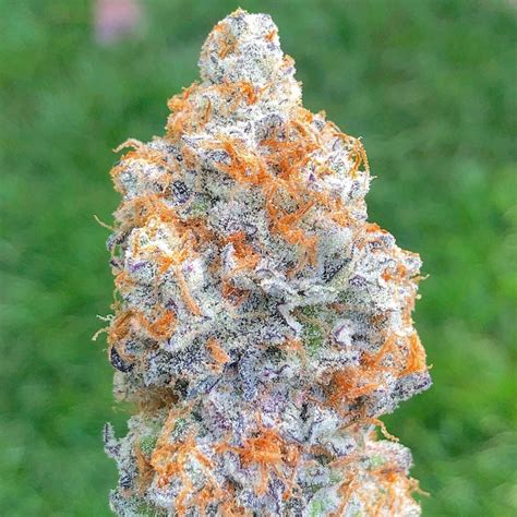 Jedi Kush Strain Buy Weed Online For Discreet Delivery