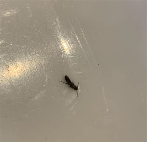 Help Western Wa All Of A Sudden These Tiny Black Bugs About The Same