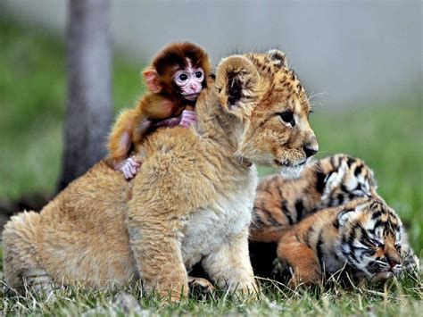 19 Unlikely Animals Who Are Best Friends Cute Animals