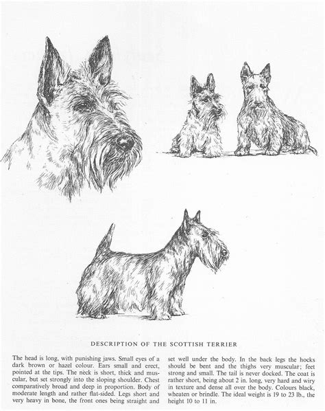 Scottish Terrier Sketch 1963 Vintage Dog Art Print Matted Etsy