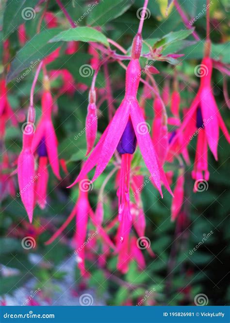 Bright Attractive Fresh Pink Red Fuchsia Flowers In Beautiful Bloom In