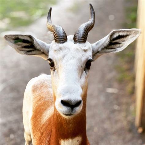 Gazzel is the bravest warrior of the armies of pharaoh. Dama Gazelle - White Oak Conservation
