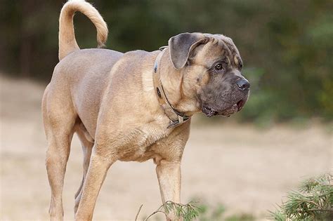 This cane corso mastiff looks similar to one of my cuddle buddies at home! Cane Corso Dog Breed Profile